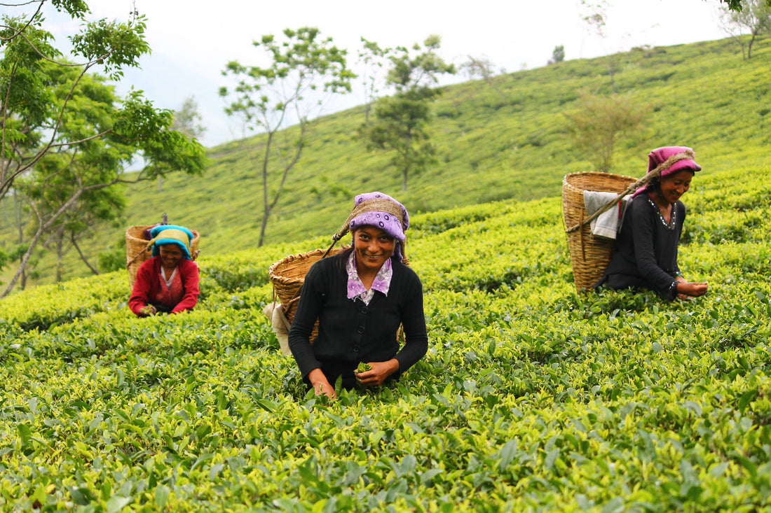 The Art of Tea Drinking: Cultivating Mindfulness with VRD Tea Vintage Blends