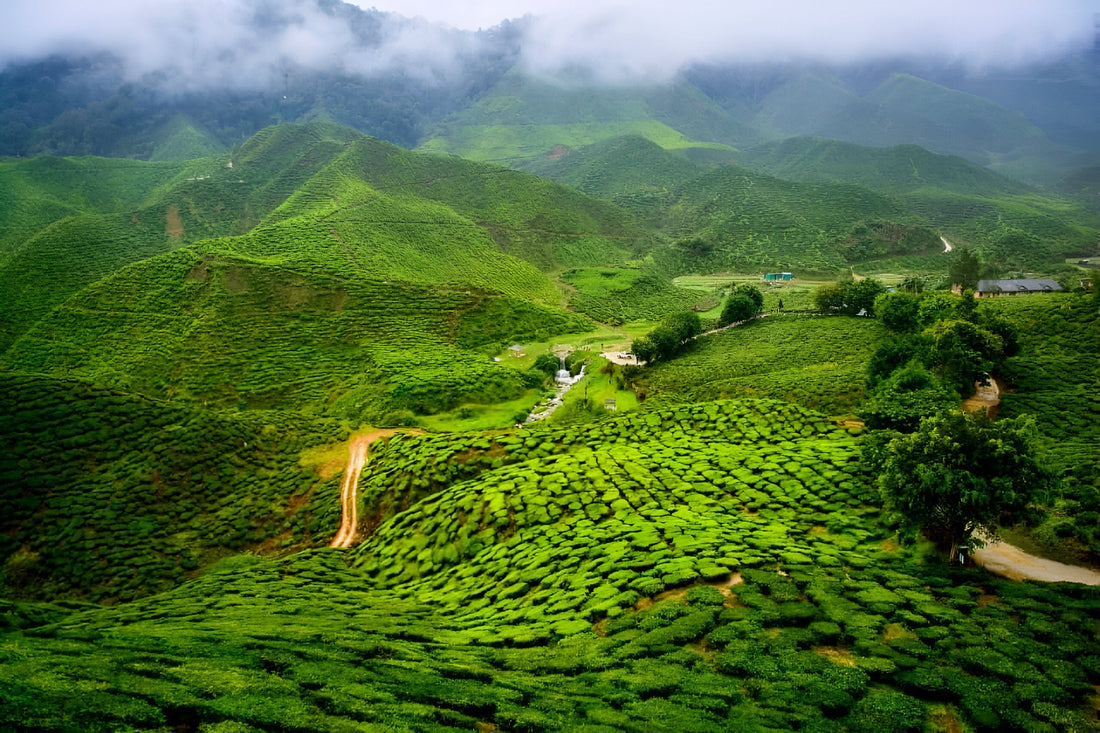 Darjeeling Tea – The Golden Elixir from the Himalayas